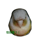 funny parrot's daily 2（個別スタンプ：3）