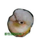 funny parrot's daily 2（個別スタンプ：4）