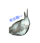 funny parrot's daily 2（個別スタンプ：5）