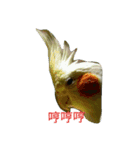 funny parrot's daily 2（個別スタンプ：6）