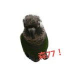 funny parrot's daily 2（個別スタンプ：7）
