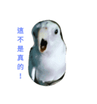 funny parrot's daily 2（個別スタンプ：8）