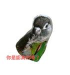 funny parrot's daily 2（個別スタンプ：9）