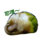 funny parrot's daily 2（個別スタンプ：10）