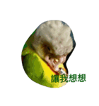 funny parrot's daily 2（個別スタンプ：11）