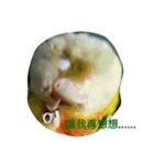 funny parrot's daily 2（個別スタンプ：12）