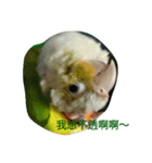 funny parrot's daily 2（個別スタンプ：14）