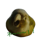 funny parrot's daily 2（個別スタンプ：15）