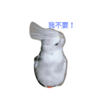 funny parrot's daily 2（個別スタンプ：16）