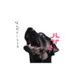 黒ラブあいこ（個別スタンプ：9）