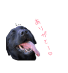 黒ラブあいこ（個別スタンプ：11）