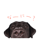 黒ラブあいこ（個別スタンプ：14）