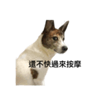 dog dye dye（個別スタンプ：5）
