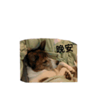 dog dye dye（個別スタンプ：11）