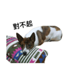 dog dye dye（個別スタンプ：12）