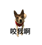 dog dye dye（個別スタンプ：15）
