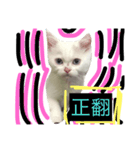 CAT x bei bei（個別スタンプ：1）