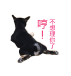 hebe dog（個別スタンプ：2）