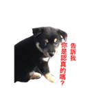 hebe dog（個別スタンプ：3）