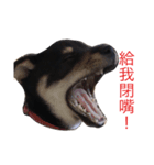 hebe dog（個別スタンプ：4）