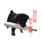 hebe dog（個別スタンプ：5）