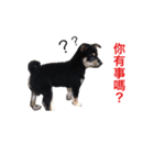 hebe dog（個別スタンプ：6）