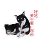 hebe dog（個別スタンプ：7）