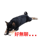hebe dog（個別スタンプ：8）