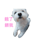 is my dog（個別スタンプ：1）