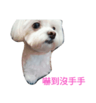 is my dog（個別スタンプ：2）