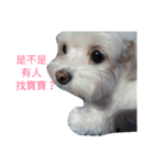 is my dog（個別スタンプ：3）
