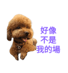 is my dog（個別スタンプ：4）