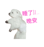 is my dog（個別スタンプ：5）