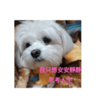 is my dog（個別スタンプ：6）