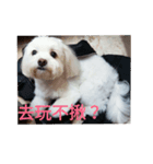 is my dog（個別スタンプ：7）
