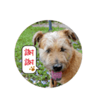 MoMo is a dog（個別スタンプ：2）