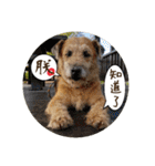MoMo is a dog（個別スタンプ：5）