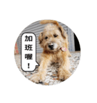 MoMo is a dog（個別スタンプ：10）