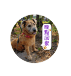 MoMo is a dog（個別スタンプ：11）