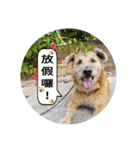 MoMo is a dog（個別スタンプ：12）