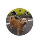 MoMo is a dog（個別スタンプ：17）