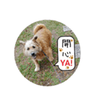 MoMo is a dog（個別スタンプ：18）