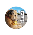 MoMo is a dog（個別スタンプ：19）