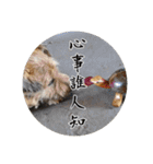 MoMo is a dog（個別スタンプ：20）