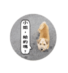 MoMo is a dog（個別スタンプ：22）