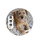MoMo is a dog（個別スタンプ：23）