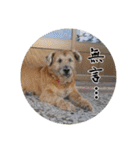MoMo is a dog（個別スタンプ：24）