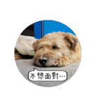 MoMo is a dog（個別スタンプ：25）