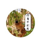 MoMo is a dog（個別スタンプ：26）