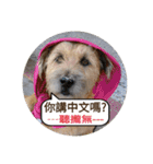 MoMo is a dog（個別スタンプ：27）
